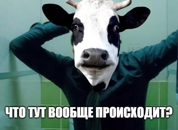 Биологи предложили кормить коров кенгуриным калом, чтобы помочь экологии.