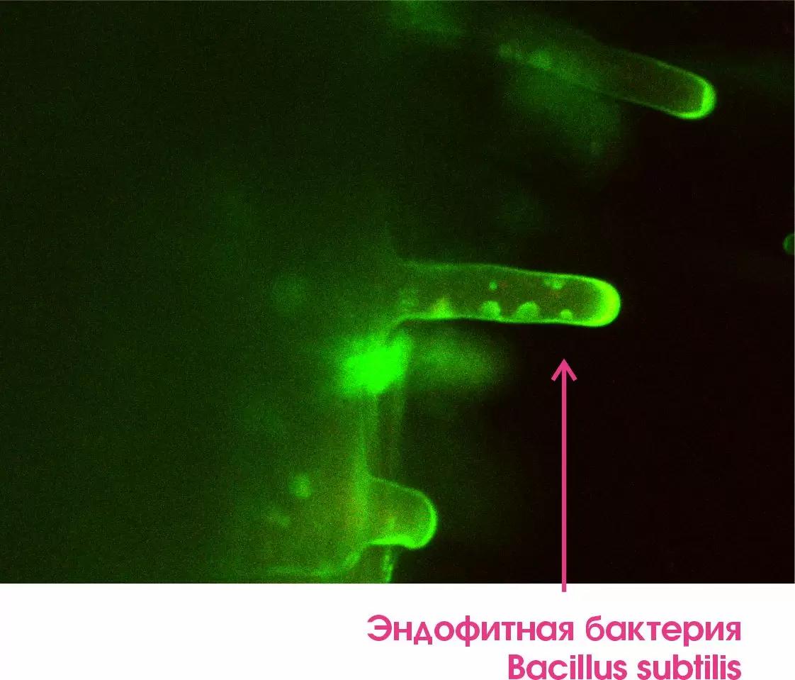 Защищенные семена – мощный урожай