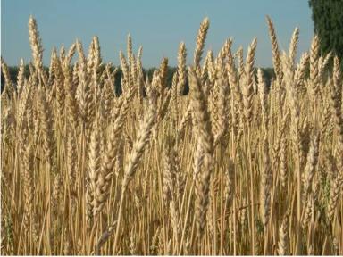 Новосибирская 41 сорт мягкой яровой пшеницы