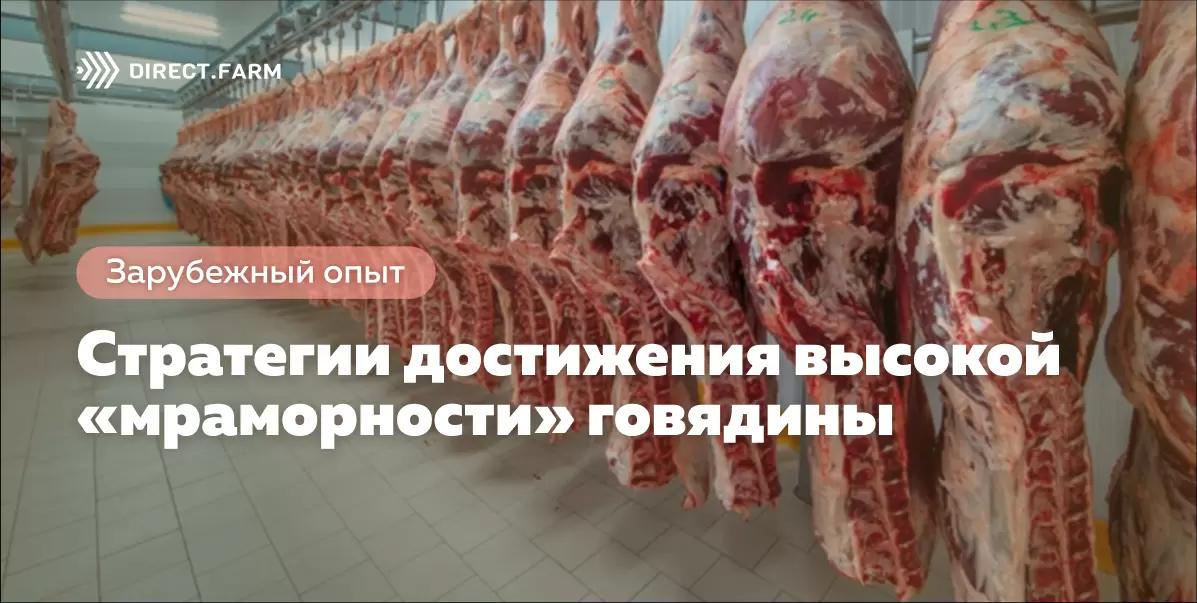 Стратегии достижения высокой «мраморности» говядины