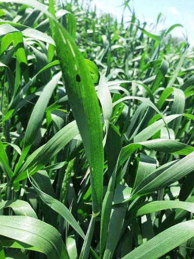 Совместимость карбамида с инсектицидом. 