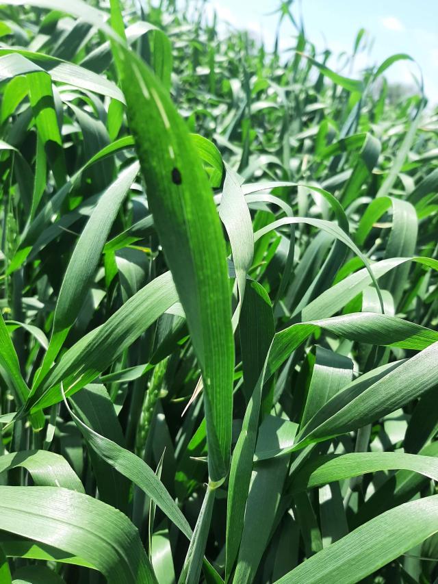 Совместимость карбамида с инсектицидом. 