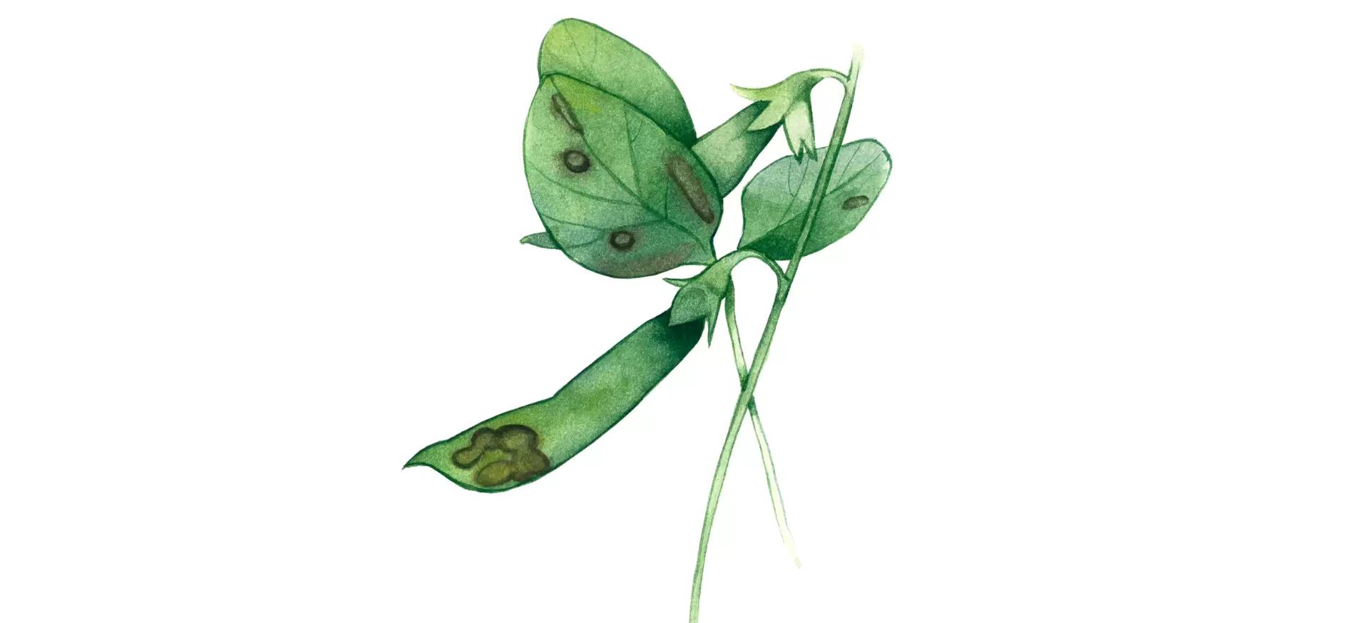 Септориоз гороха