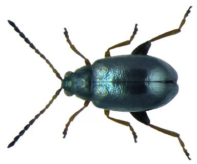 Льняные блошки