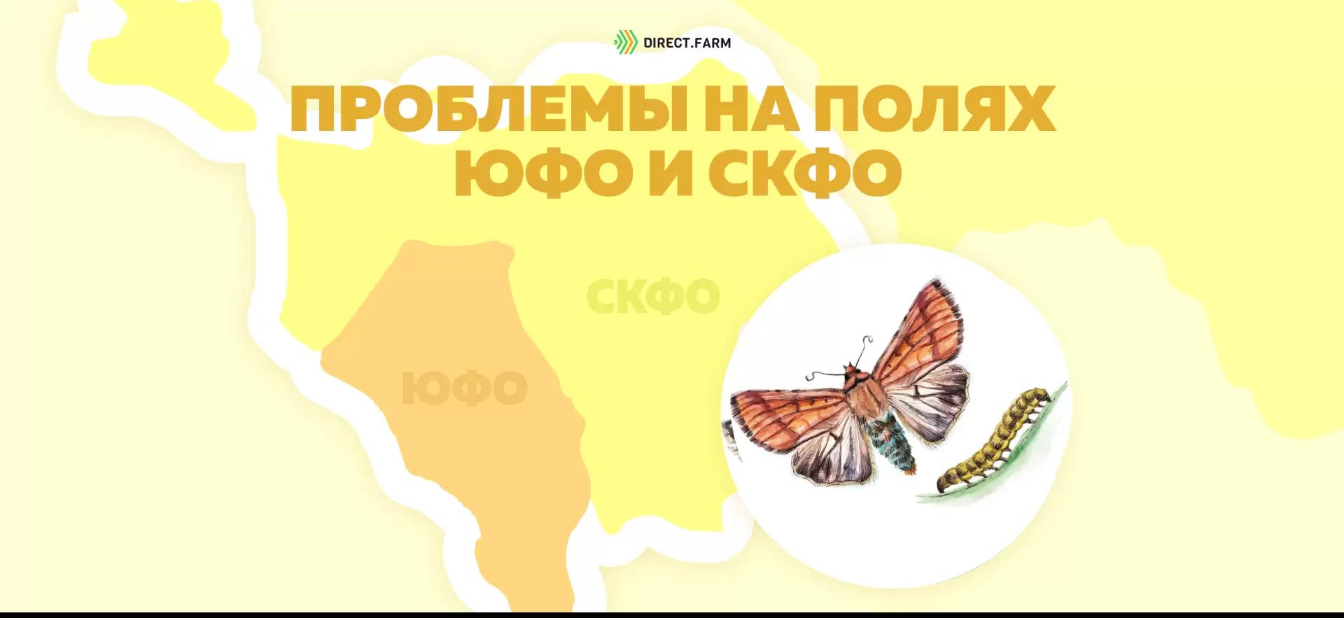 Внимание угроза ❗ Хлопковая совка