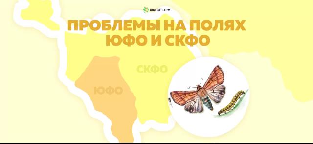 Внимание угроза ❗ Хлопковая совка