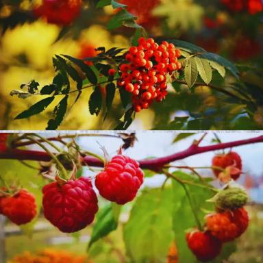 Ноябрь - время высадки, но с нюансами! 🍁🍂