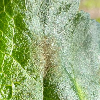 Внимание! Парша яблони