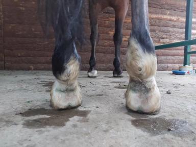 Как лечить мокрецы? 