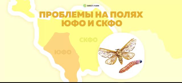 Внимание угроза! Стеблевой кукурузный мотылек