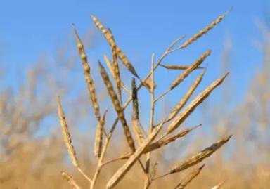 Жемчужина ® - сорт белой горчицы  (Sinapis alba L.).