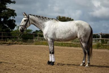 Лузитанская порода 