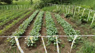 Влияние ряда стимуляторов на пшеницу кукурузу и рапс. Продолжение.