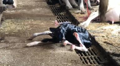 Как и чем обрабатывать пуповину новорожденному теленку?