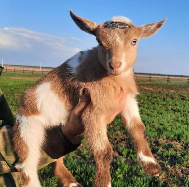 Стартерный корм для козлят