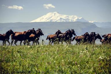 Кабардинская порода лошадей