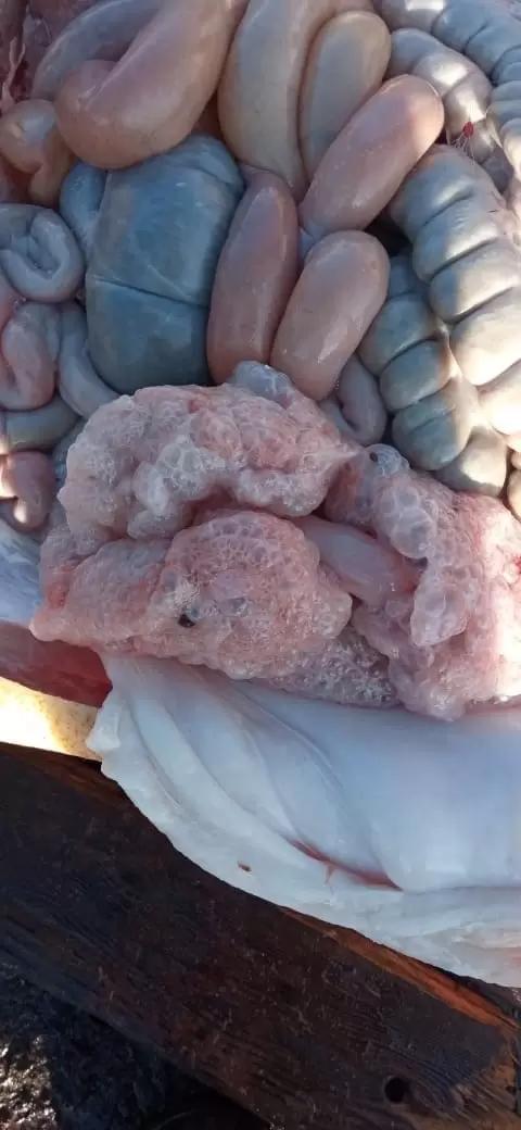 Вопросы из чатов: как объяснить результаты вскрытия свиньи?