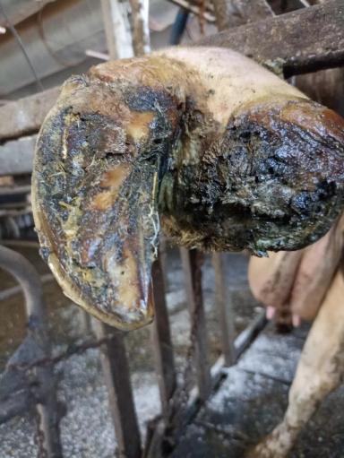 Ампутация пальца у коровы