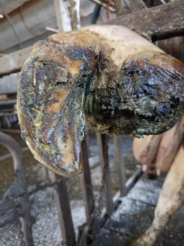 Ампутация пальца у коровы