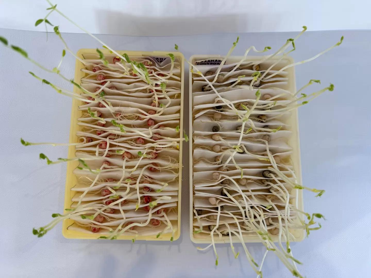 Фузариозная корневая гниль: как снизить риски потерь урожая