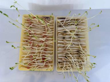 Фузариозная корневая гниль: как снизить риски потерь урожая