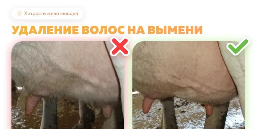 Удаление волос на вымени коров