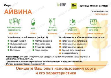 Айвина сорт мягкой озимой пшеницы
