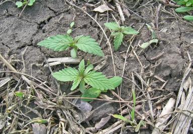 Конопля сорная (дикая, сорнополевая)