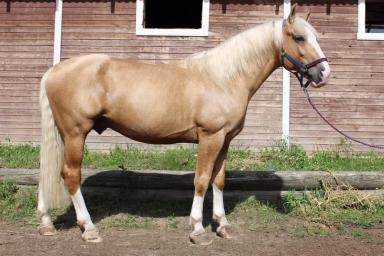 Торийская порода лошадей 