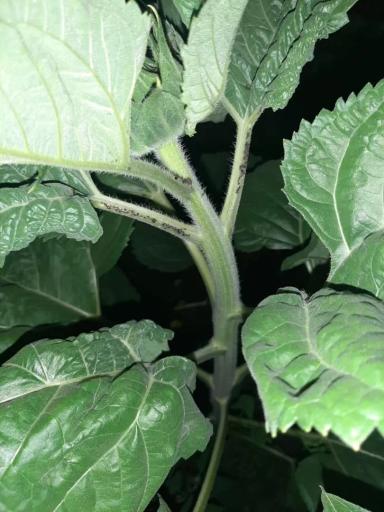 Это что такое с подсолнечником? 