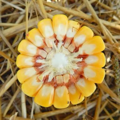 ЕС Инберроу - гибрид кукурузы ( Zea mays L.).