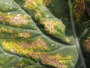 Ложная мучниста роса капусты (пероноспороз)