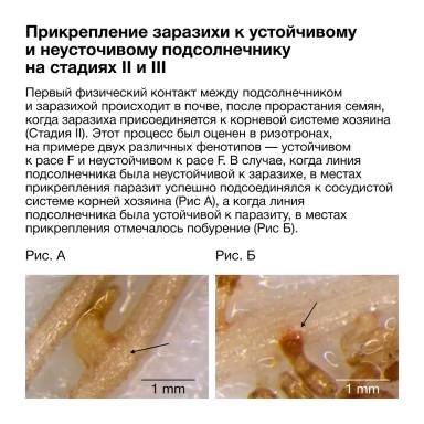 🌻 Механизм сопротивления к заразихе