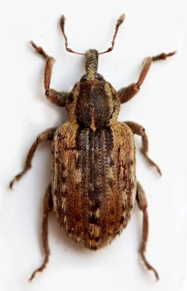 Листовой люцерновый долгоносик