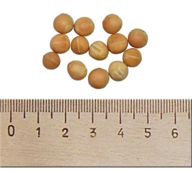 Джекпот (JACKPOT)