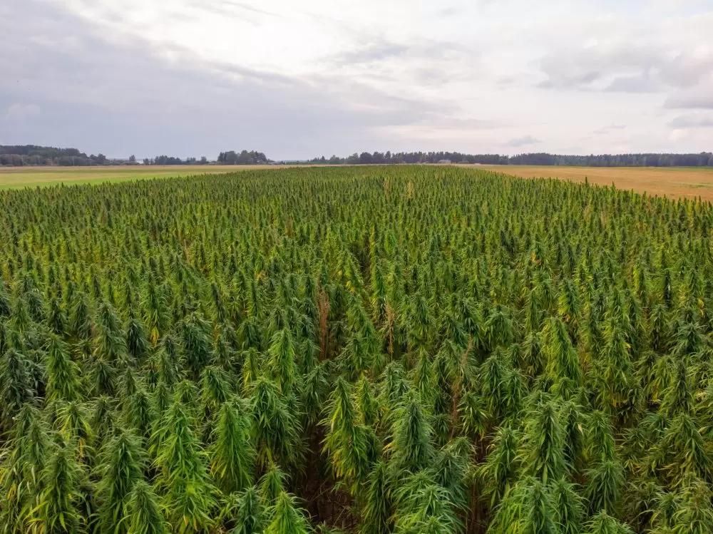 На Кубани засеют 33 га экспериментальных культур – конопли, крамбе и кориандра