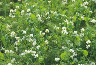 Астронавт (ASTRONAUTE)