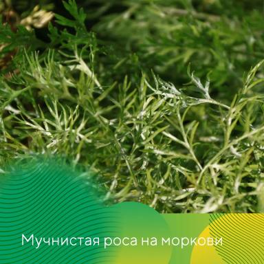 Защита лука и моркови от болезней