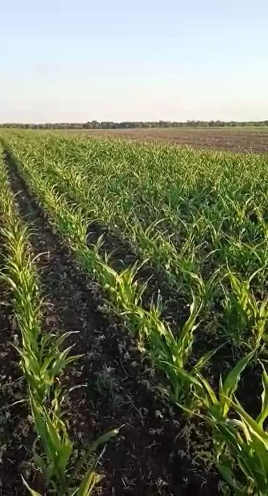 Вопросы из чатов: можно ли провести подкормку?