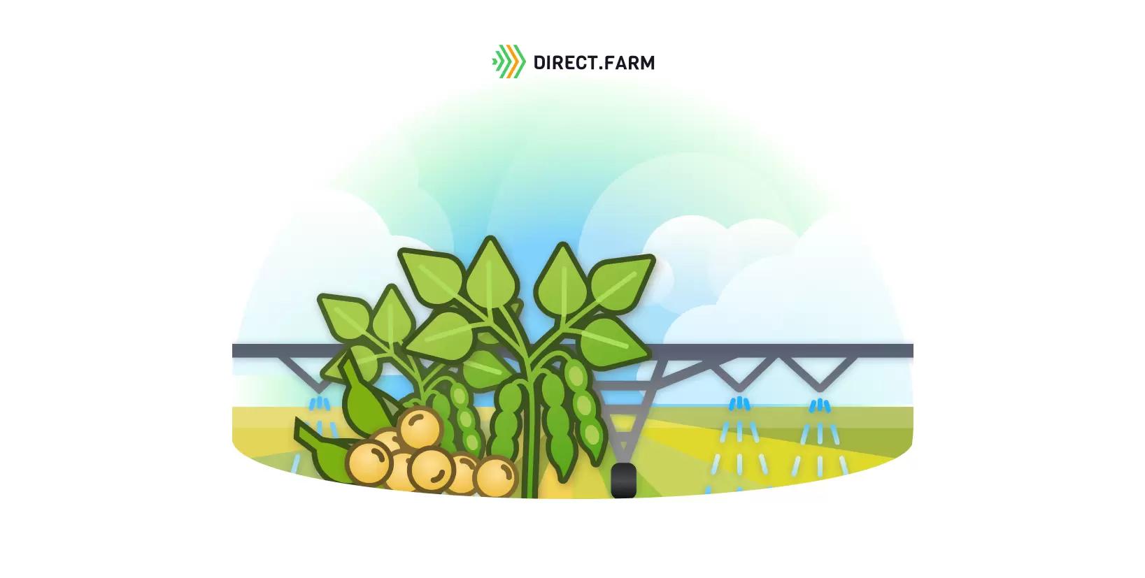 Какие семена сои лучше всего для выращивания?