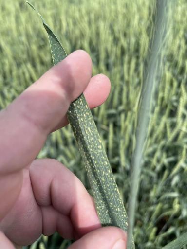 Что с пшеницей?