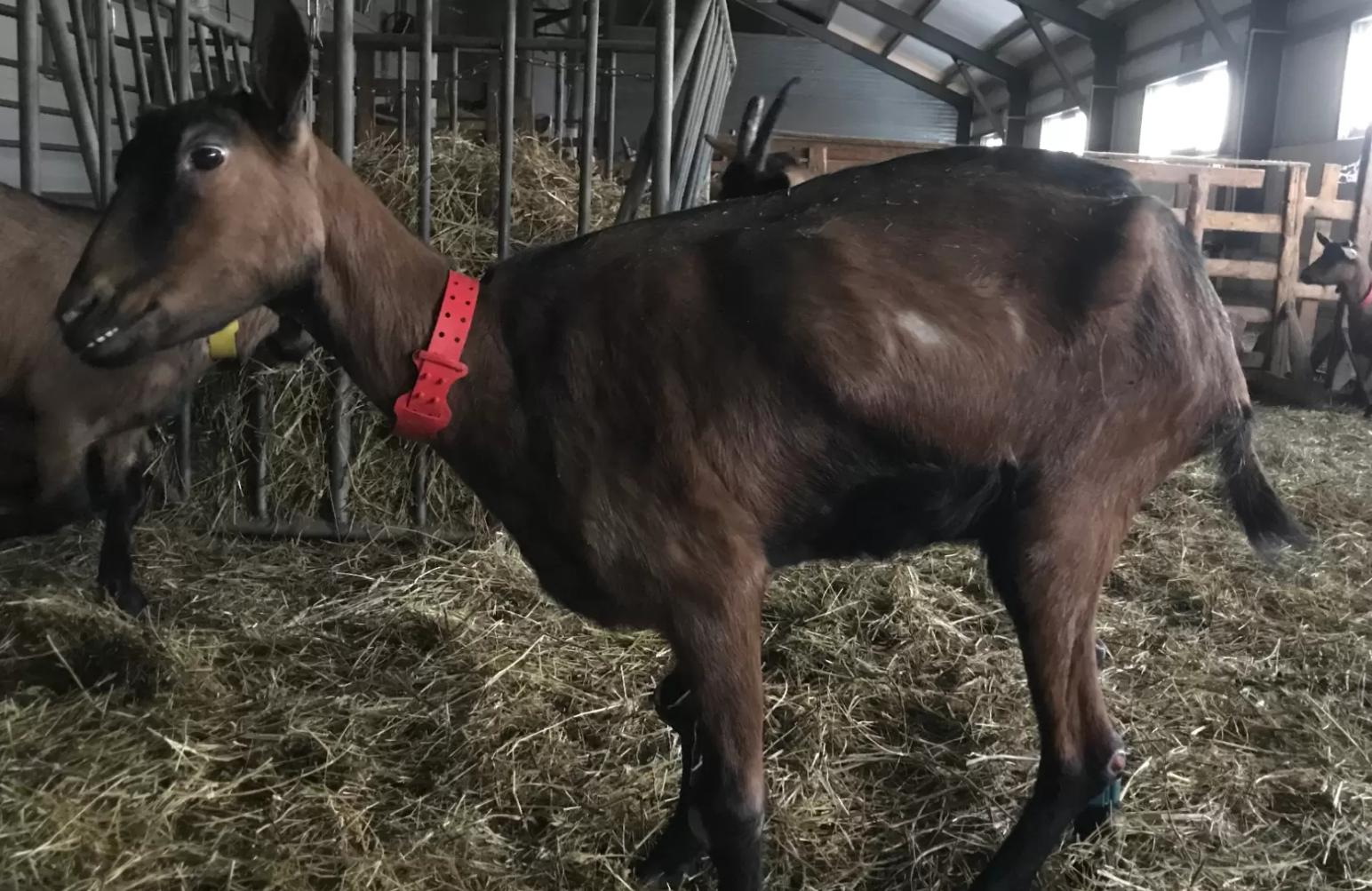 Алкалоз у коз: причины, симптомы и профилактика
