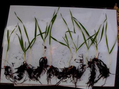 Влияние биопрепарата Альбит