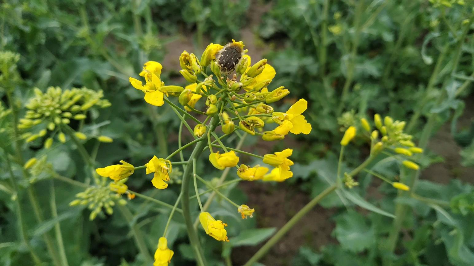 агромониторинг