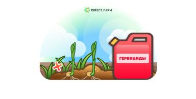 Повторная гербицидная обработка кукурузы