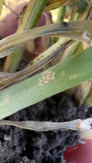 А чем сейчас работать?