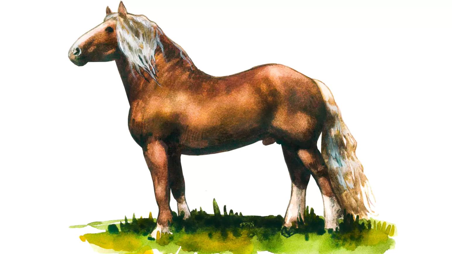 Литовская тяжелоупряжная порода (литовский тяжеловоз)