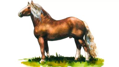 Литовская тяжелоупряжная порода (литовский тяжеловоз)