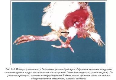 Вегад - Атлас болезней птицы. Ч. 23. Подагра