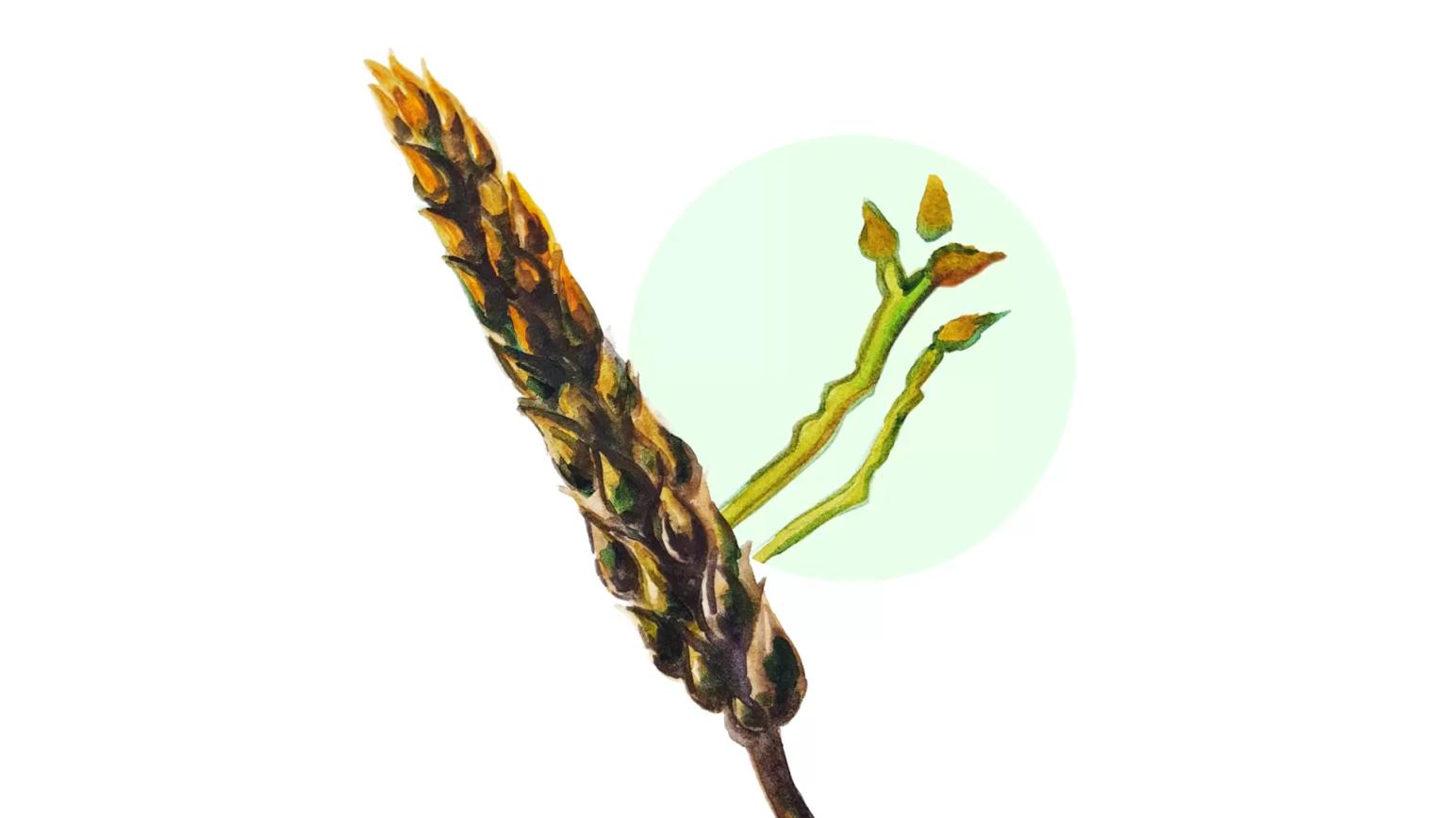 Чернь колоса